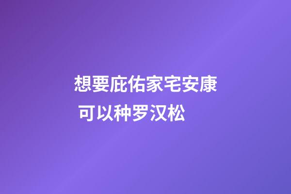 想要庇佑家宅安康 可以种罗汉松